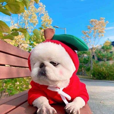Pet Sweatshirt Beautiful Pet Polyester Fleece Autumn Love sweater
