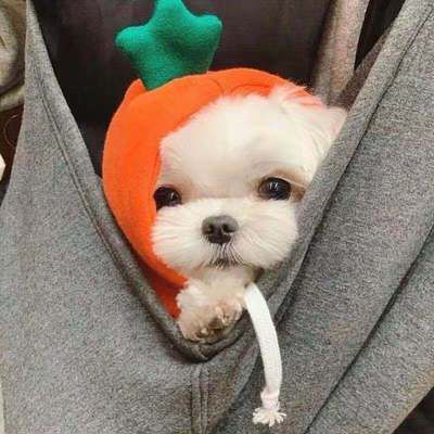 Pet Sweatshirt Beautiful Pet Polyester Fleece Autumn Grass Sweater XL