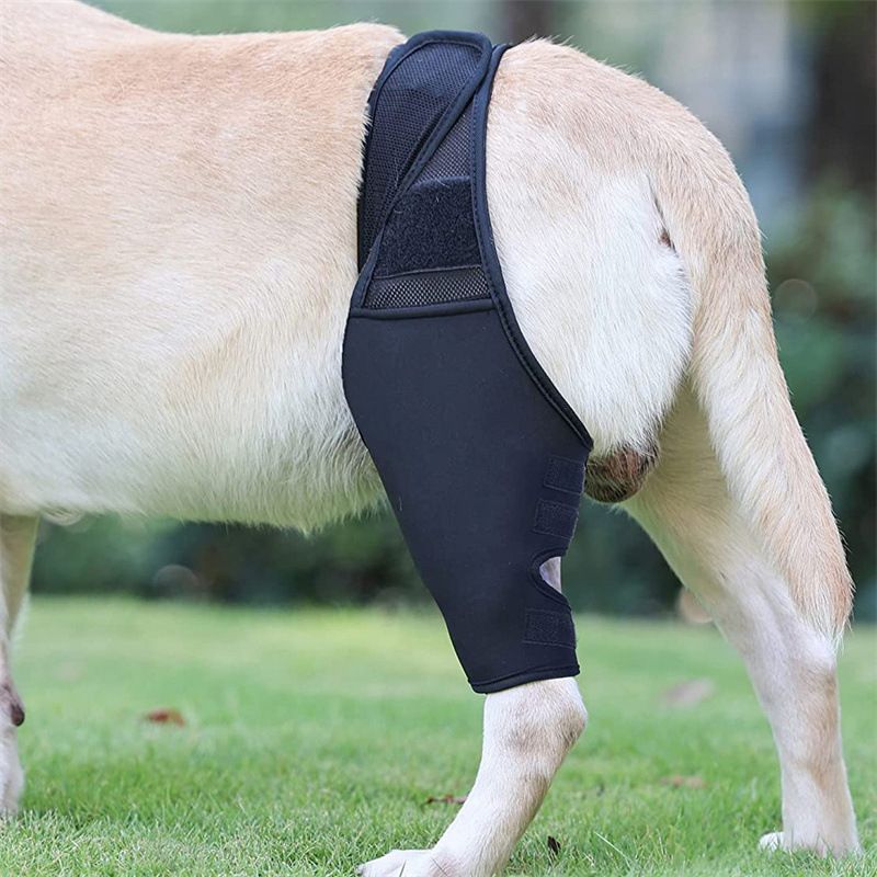 Dog Leg Brace Support Knee Pad Black XL