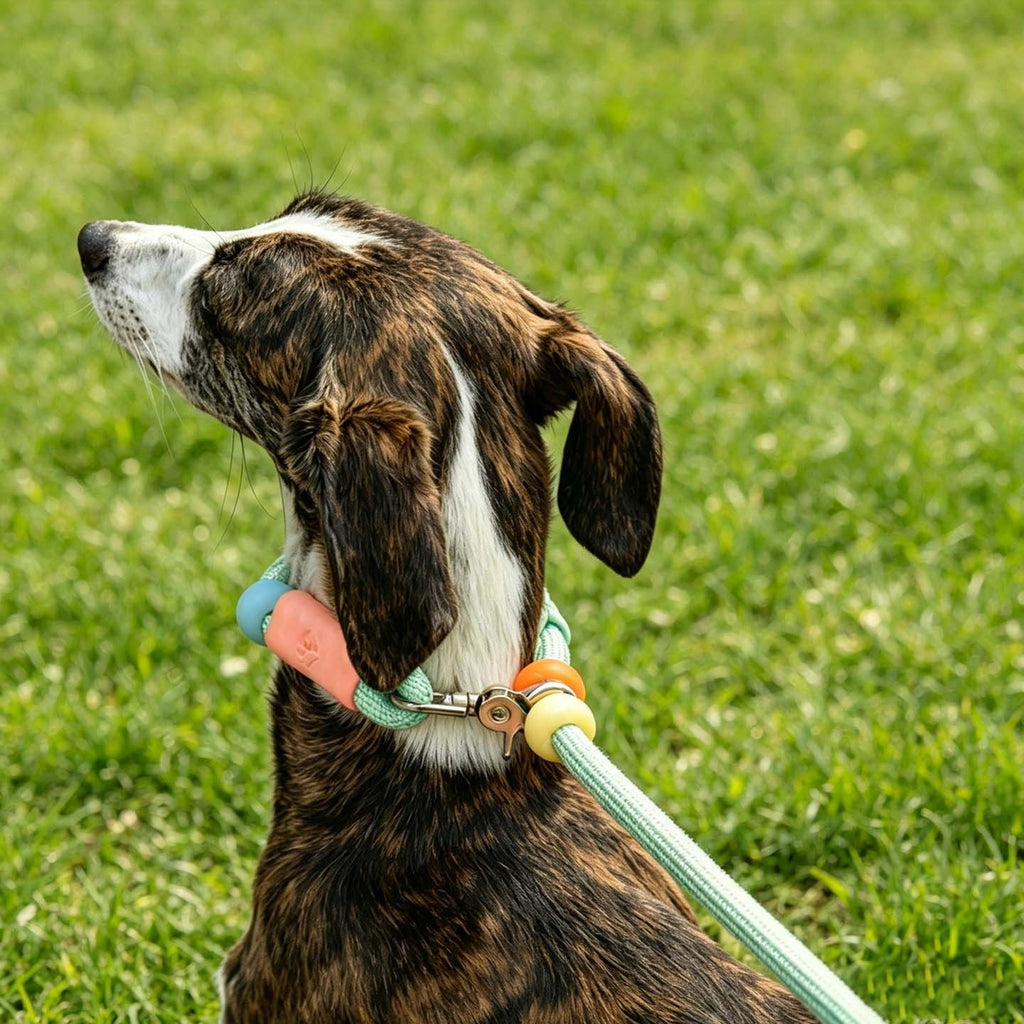 GROW&TAIL Nylon Dog Leash Buffer Handle for Large Dogs
