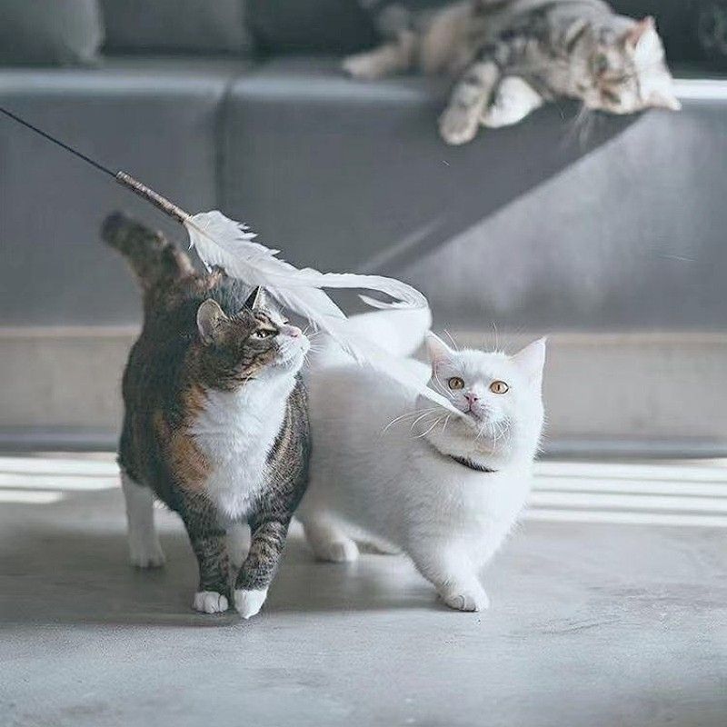 CHIYOOSU Cat Teaser Wand with Feather Bell Indian big-eyed monster extension pole with three sections telescopic